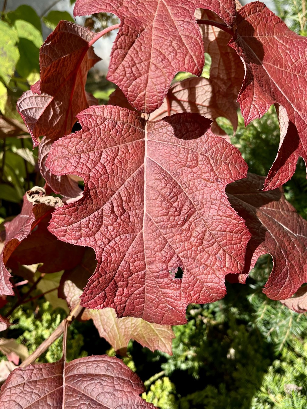 Hortensja dębolistna 'Burgundy'