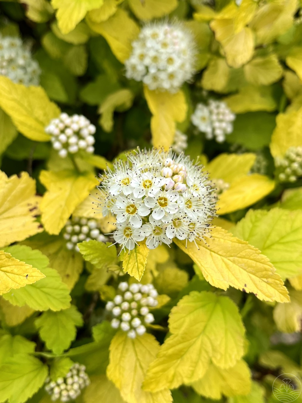 Pęcherznica kalinolistna 'Luteus'