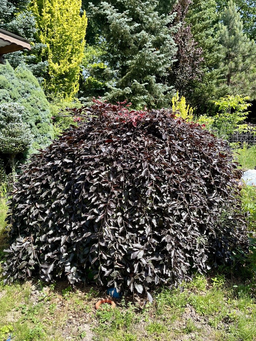 Buk pospolity 'Purpurea Pendula'