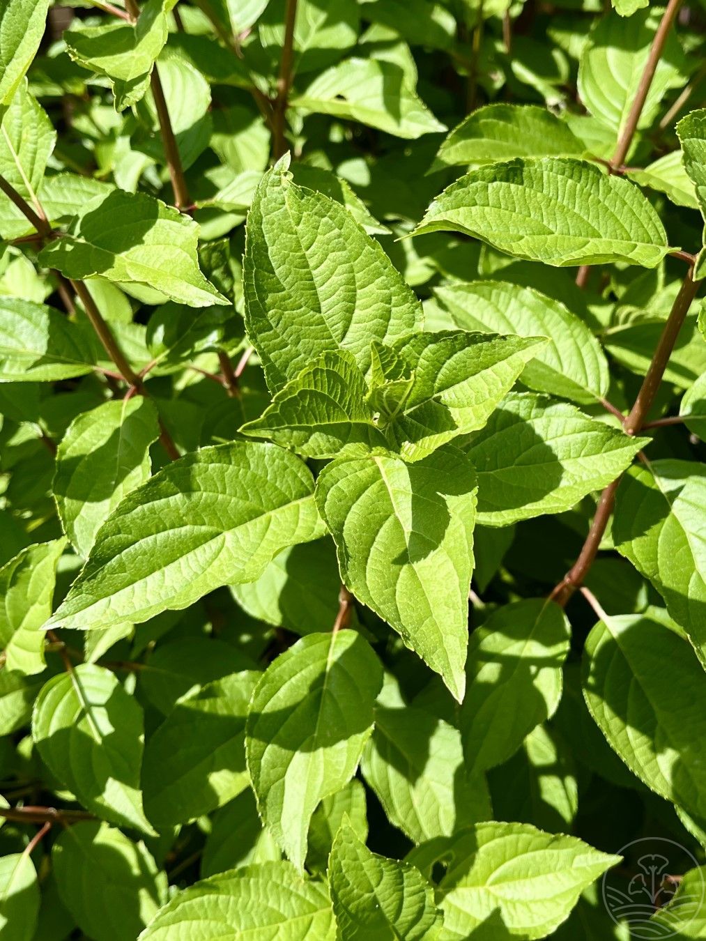Hortensja bukietowa 'Polar Bear'