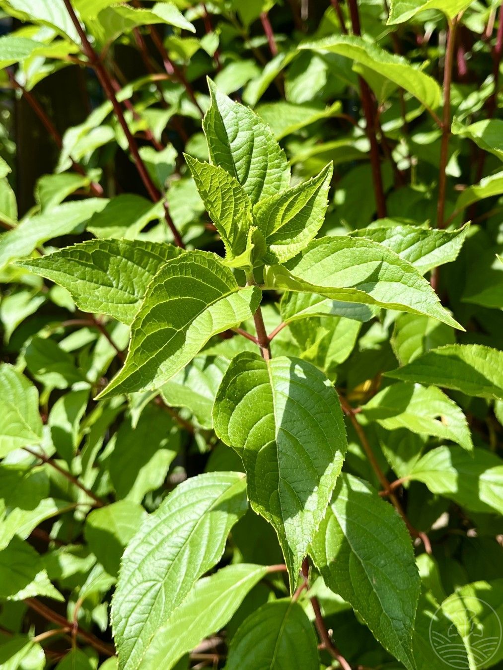 Hortensja bukietowa VANILLE-FRAISE 'Renhy'