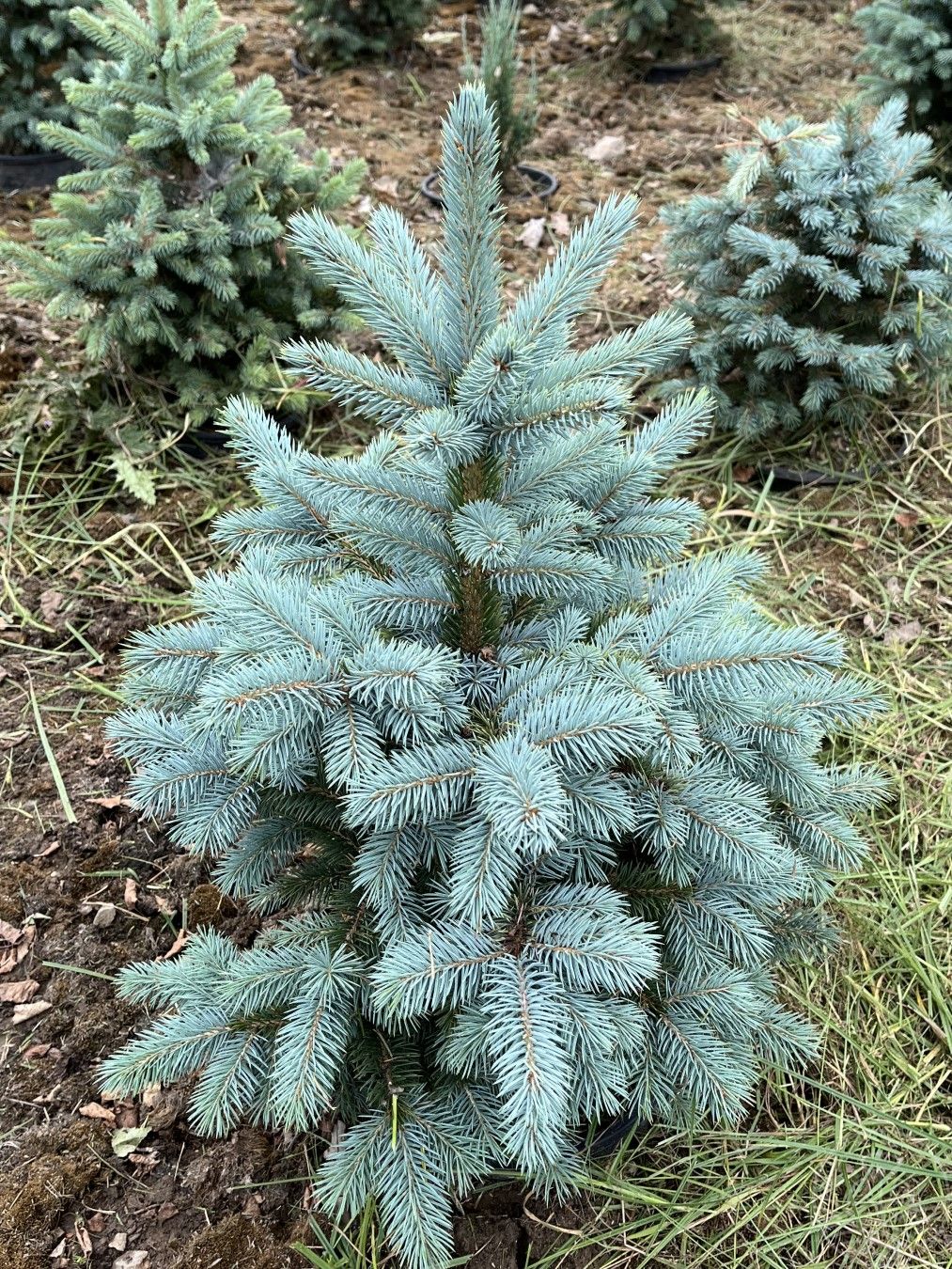 Świerk kłujący 'Baby Blue Eyes' SBS