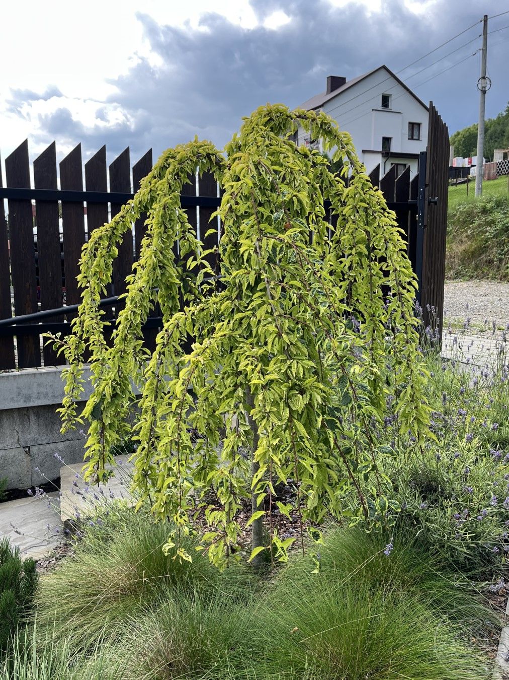 Wiśnia wczesna 'FRILLY FROCK'