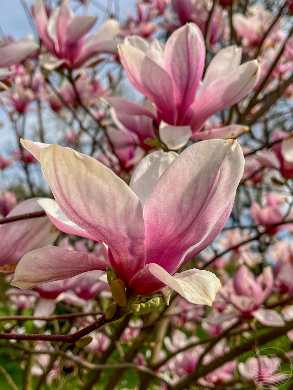 Magnolia 'George Henry Kern'
