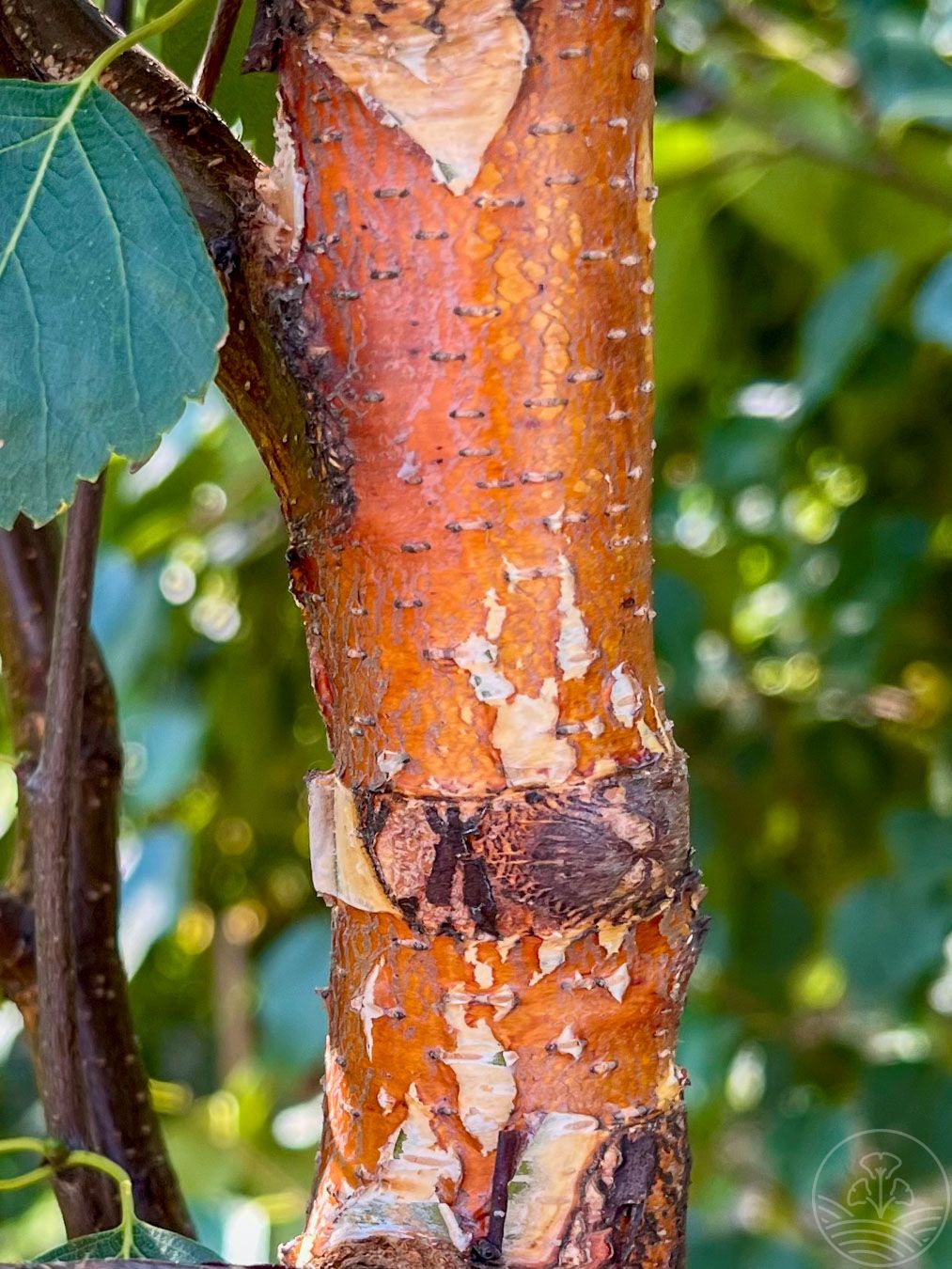 Brzoza brodawkowata 'Fastigiata'