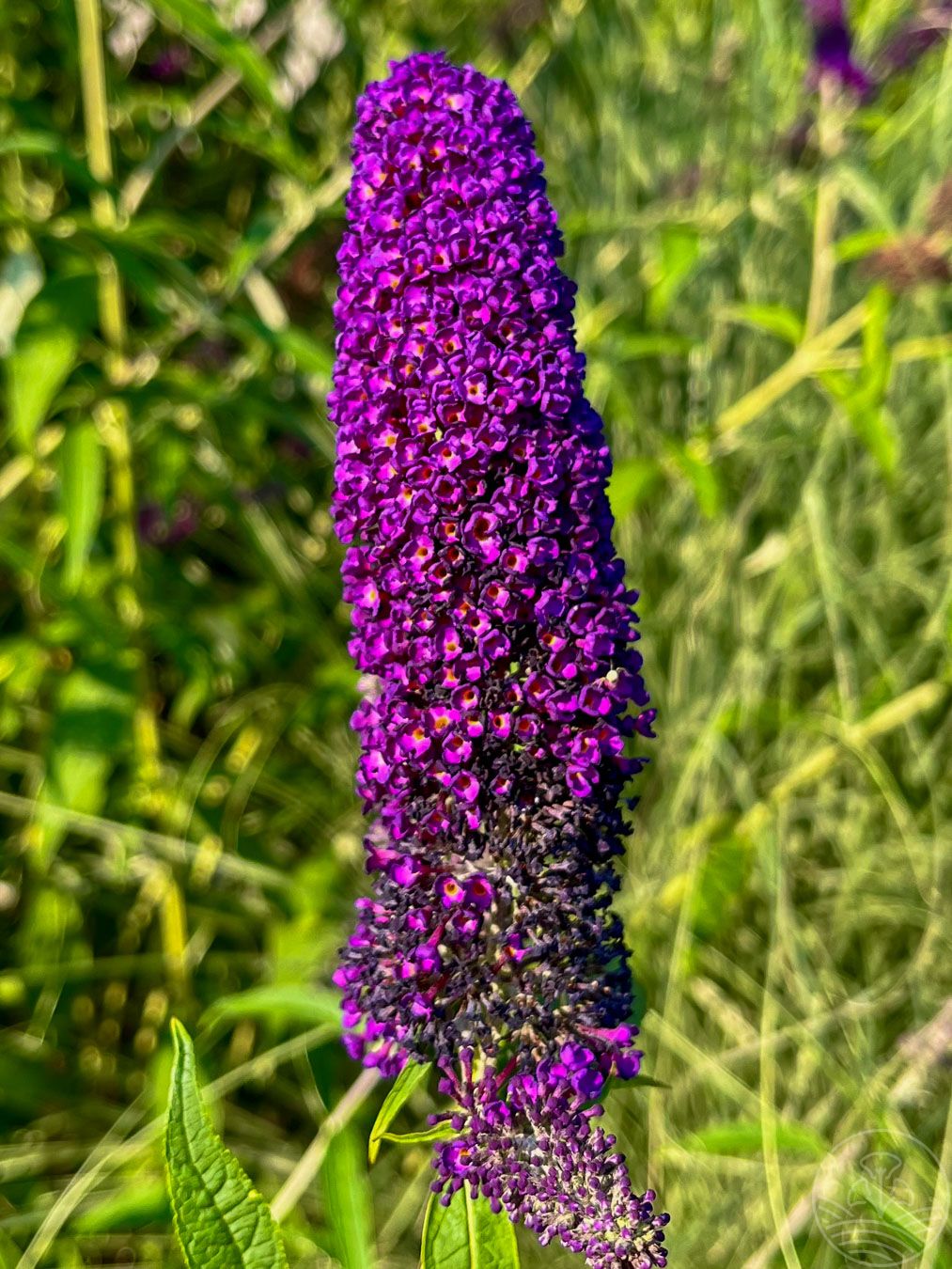 Budleja Davida 'Black Knight'