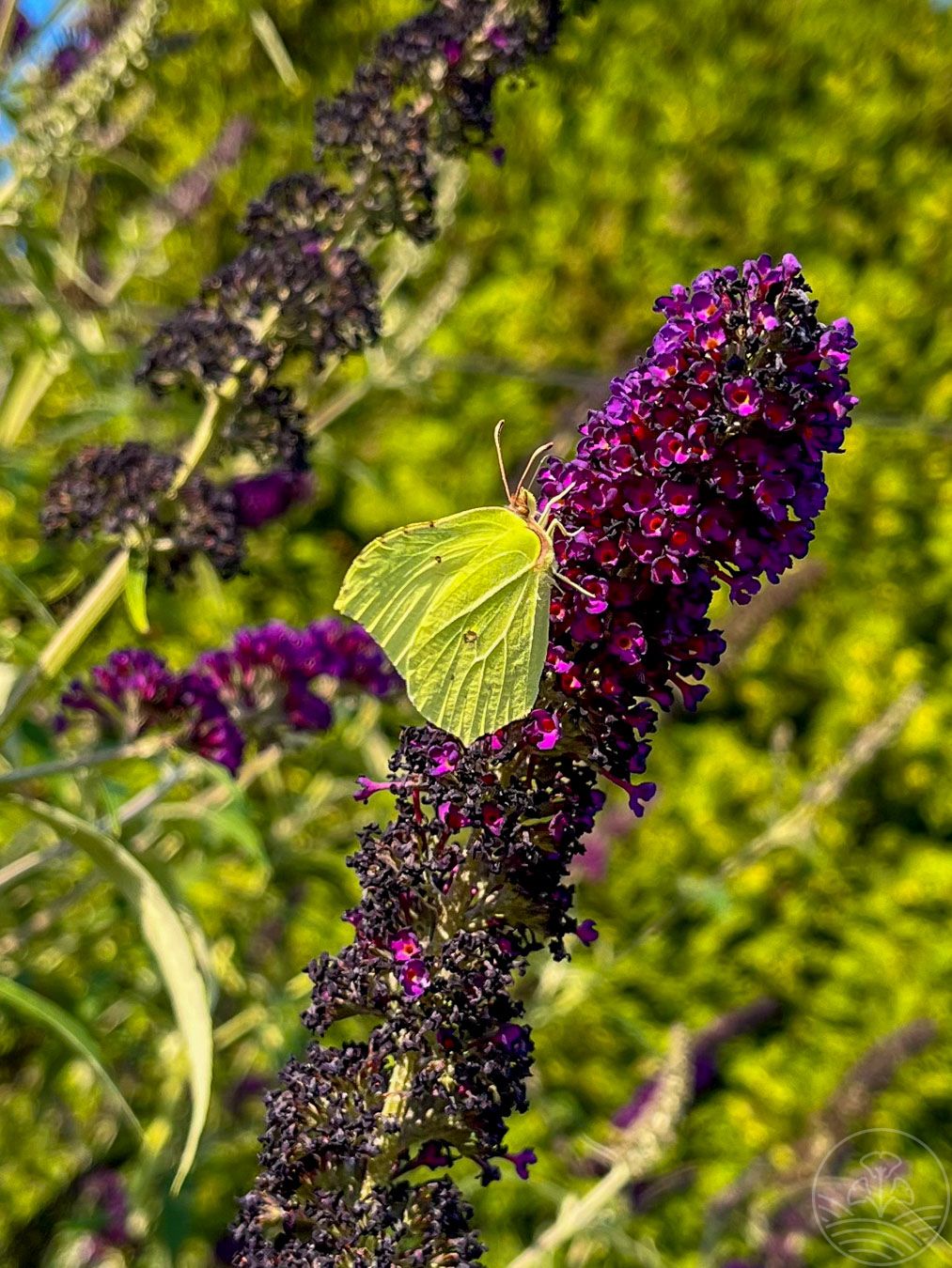 budleja-davida-black-knight-motyl