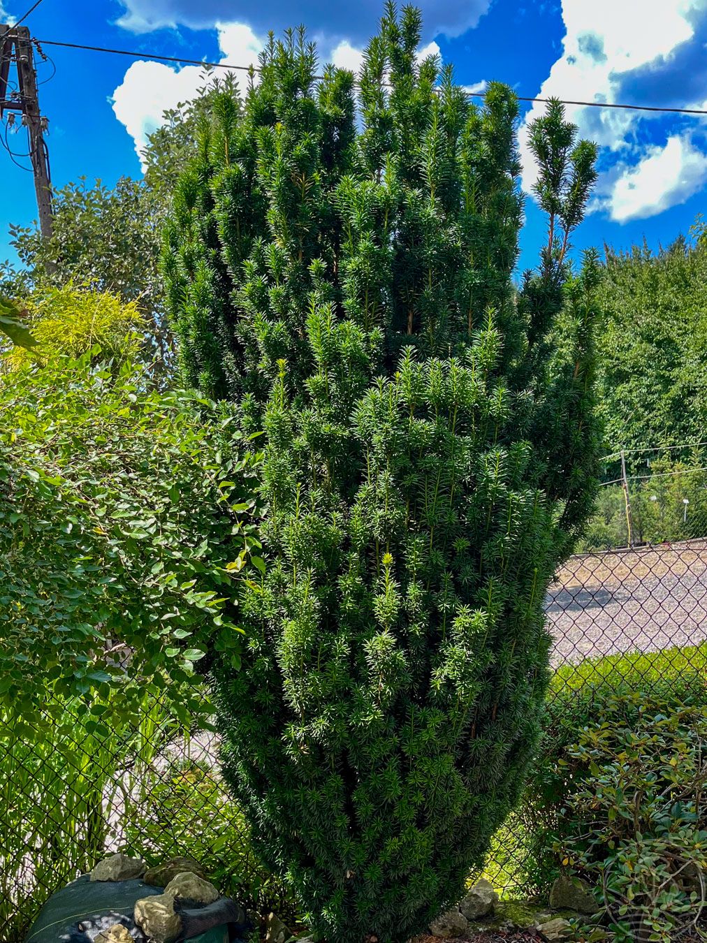 Cis pośredni 'Hicksii'