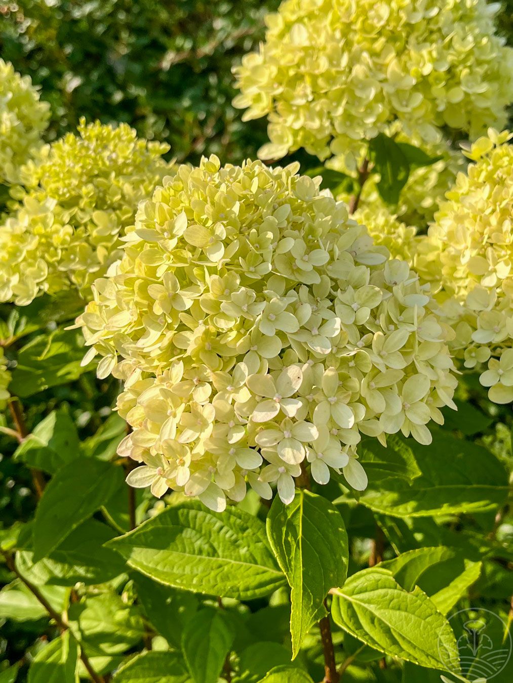 hortensja-bukietowa-little-lime-kwiat
