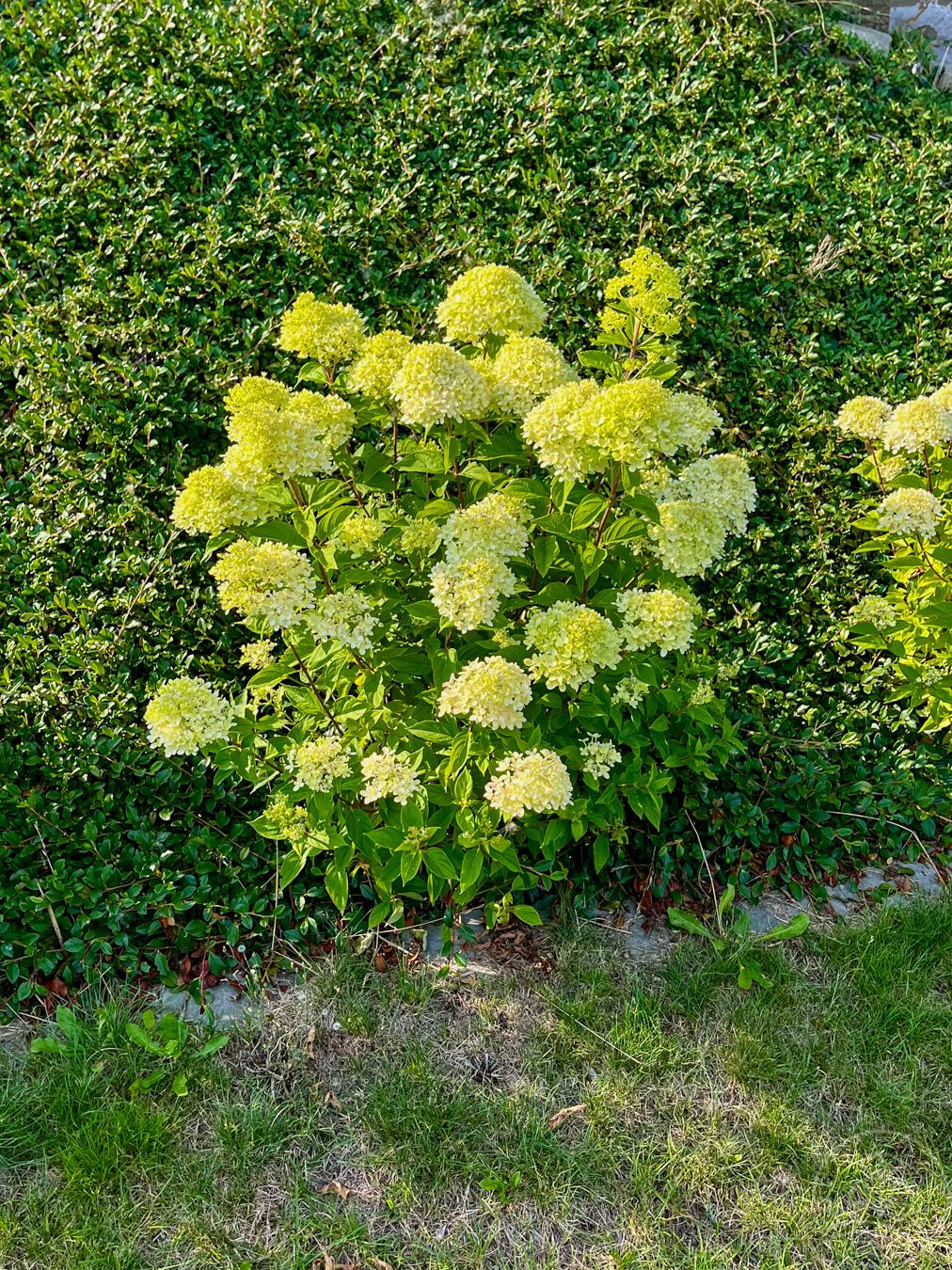 Hortensja bukietowa LITTLE LIME 'Jane'