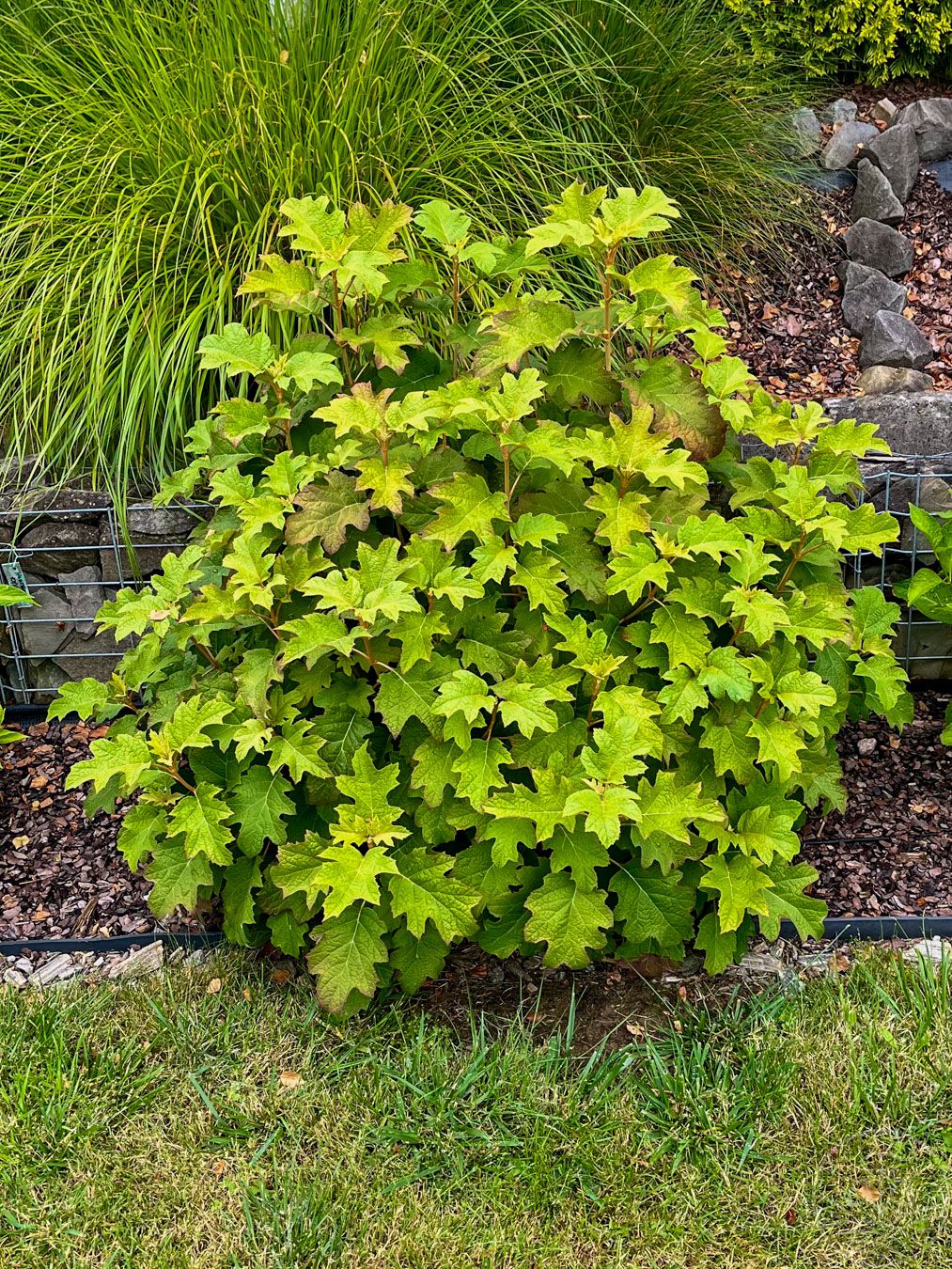 Hortensja dębolistna 'Burgundy'