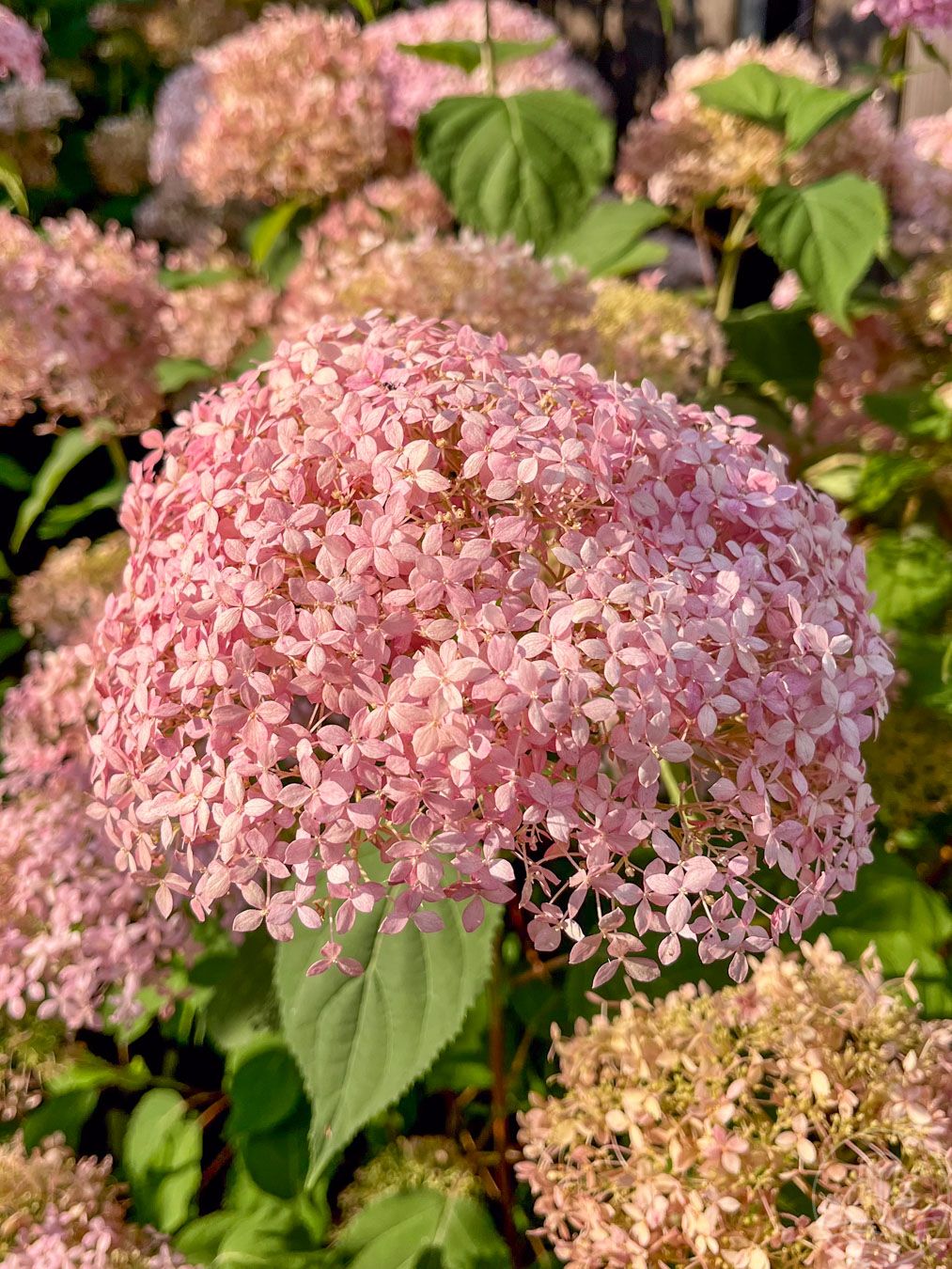 hortensja-pink-annabelle-kwiat1