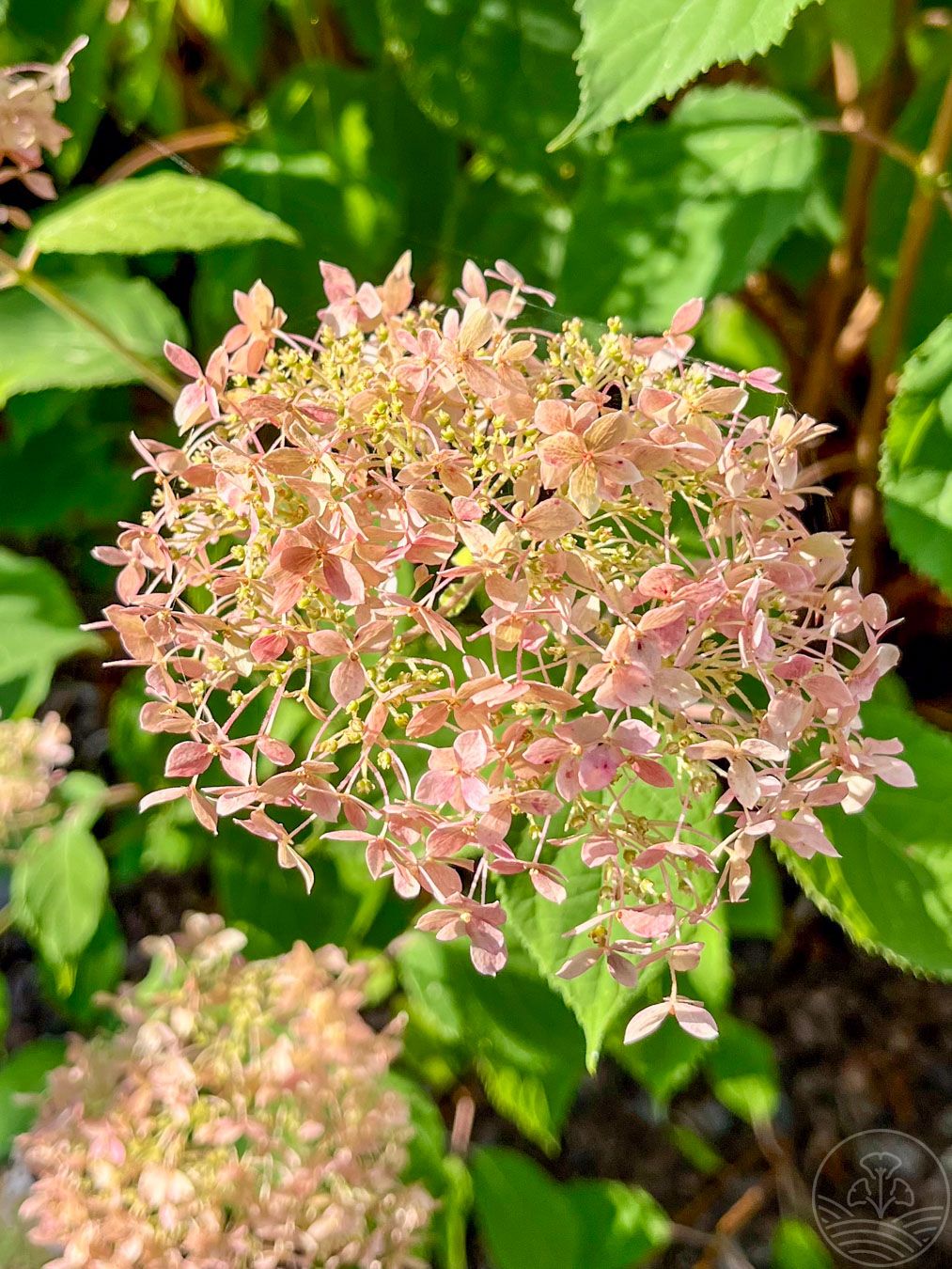 hortensja-pink-annabelle-kwiat2