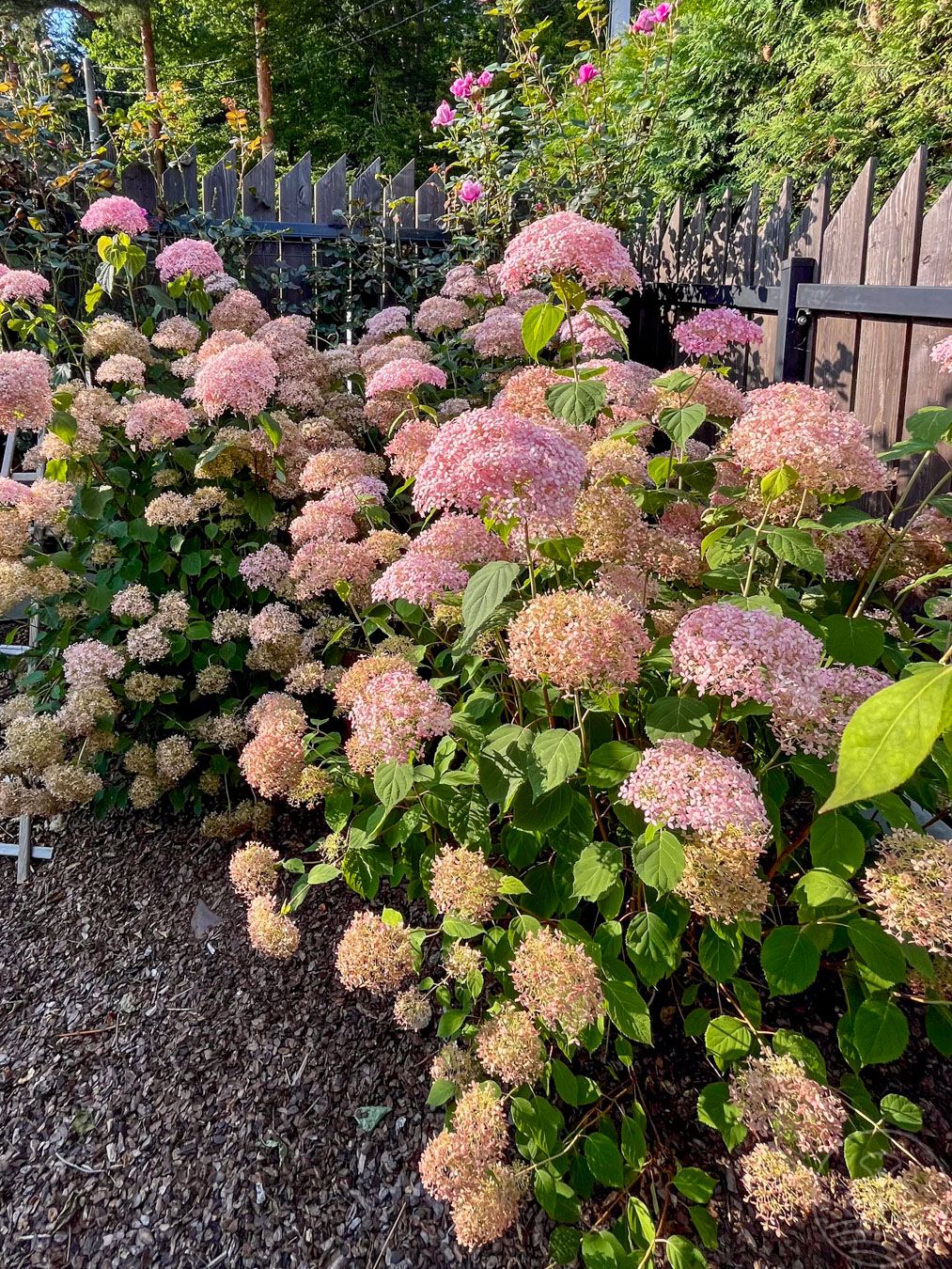 Hortensja krzewiasta PINK ANNABELLE 'NCHA2'