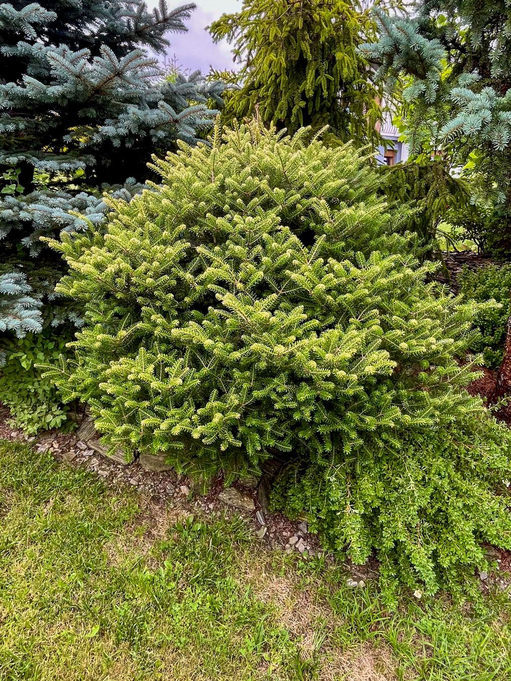 Jodła koreańska 'Aurea'