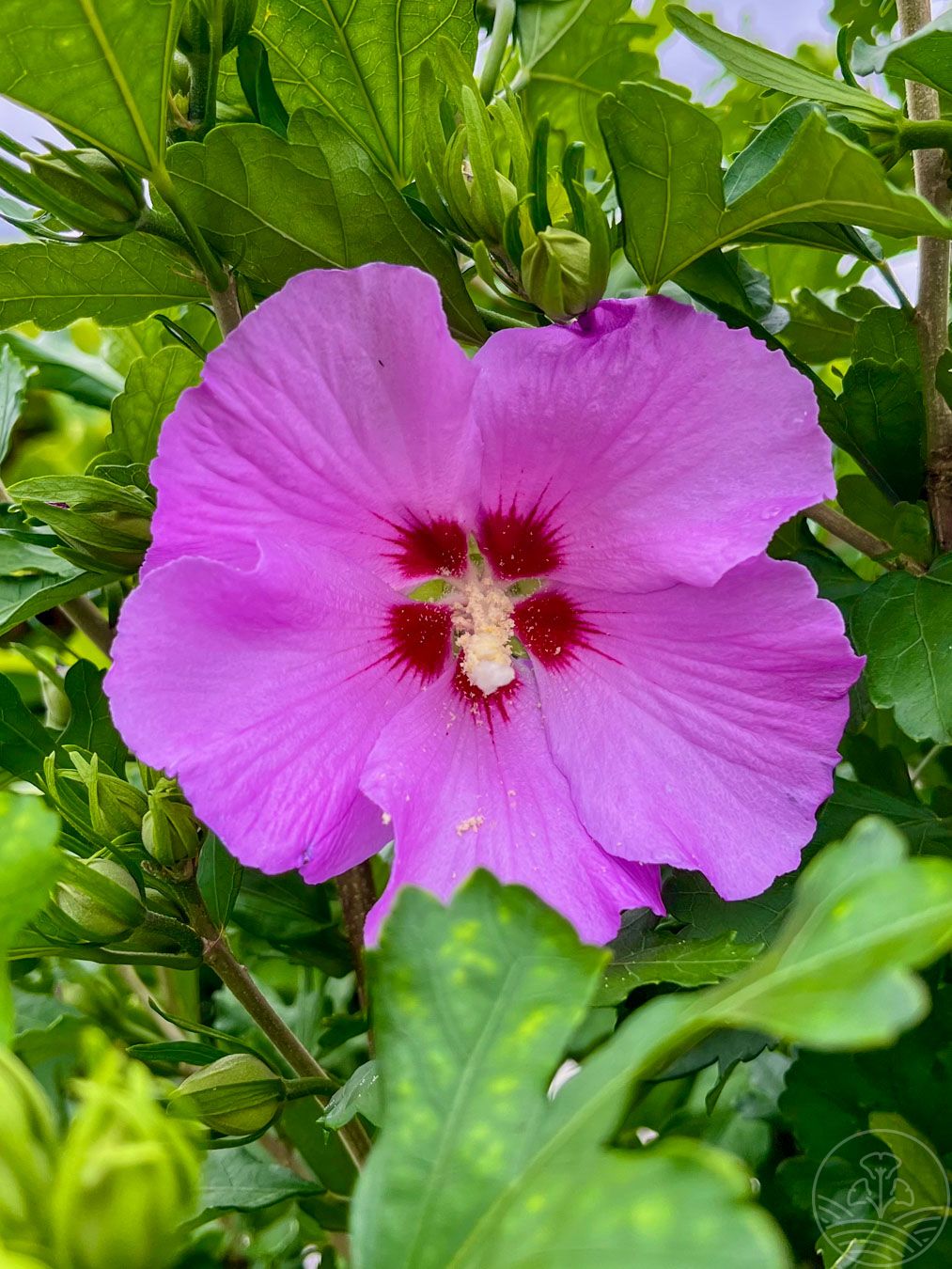 Ketmia syryjska PINK GIANT 'Flogi'