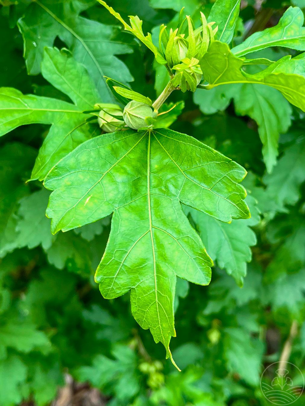 ketmia-syryjska-flogi-lisc