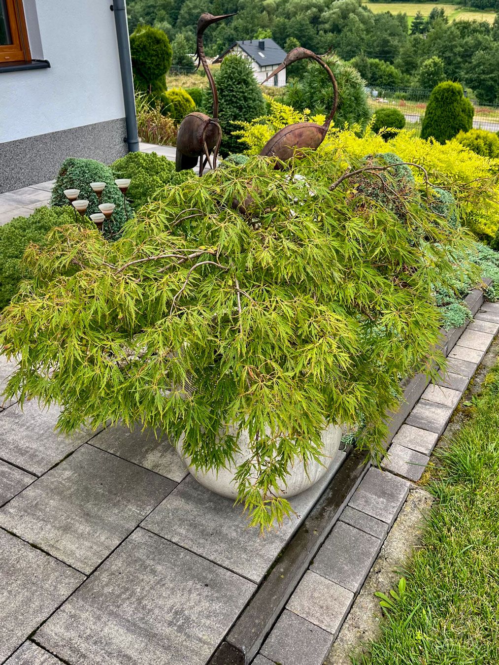 Klon palmowy 'Dissectum'