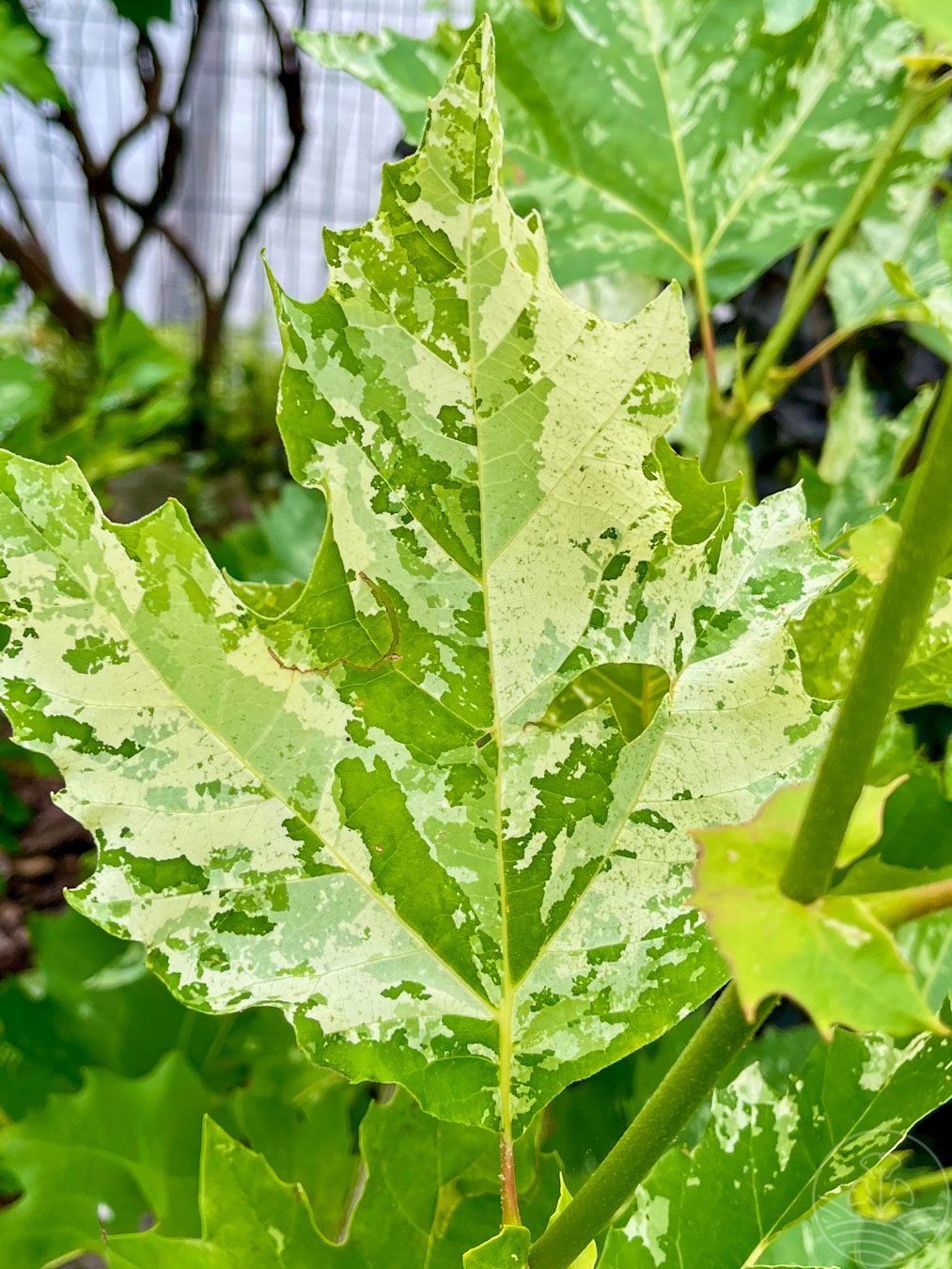 Platan klonolistny 'Suttneri'