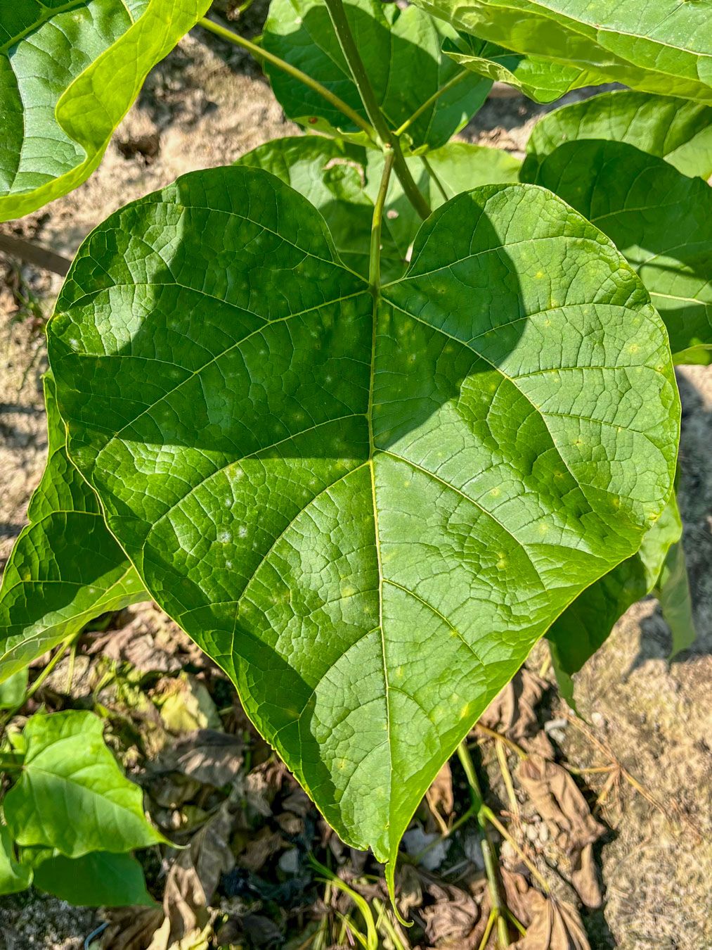 Surmia bignoniowa