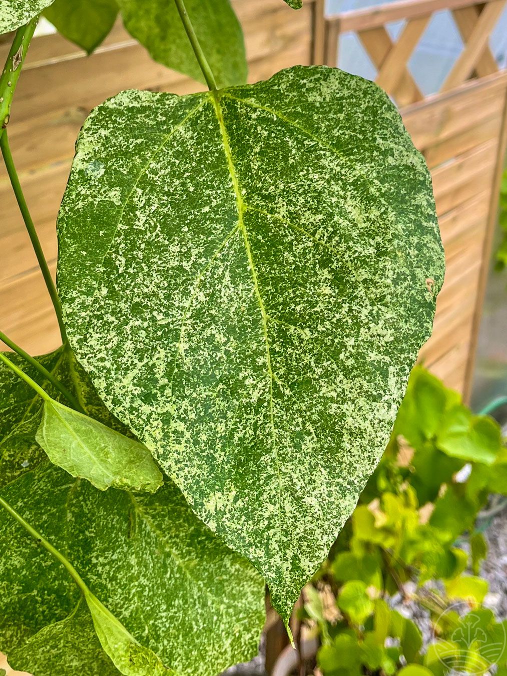 surmia-wielkokwiatowa-Pulverulenta-lisc