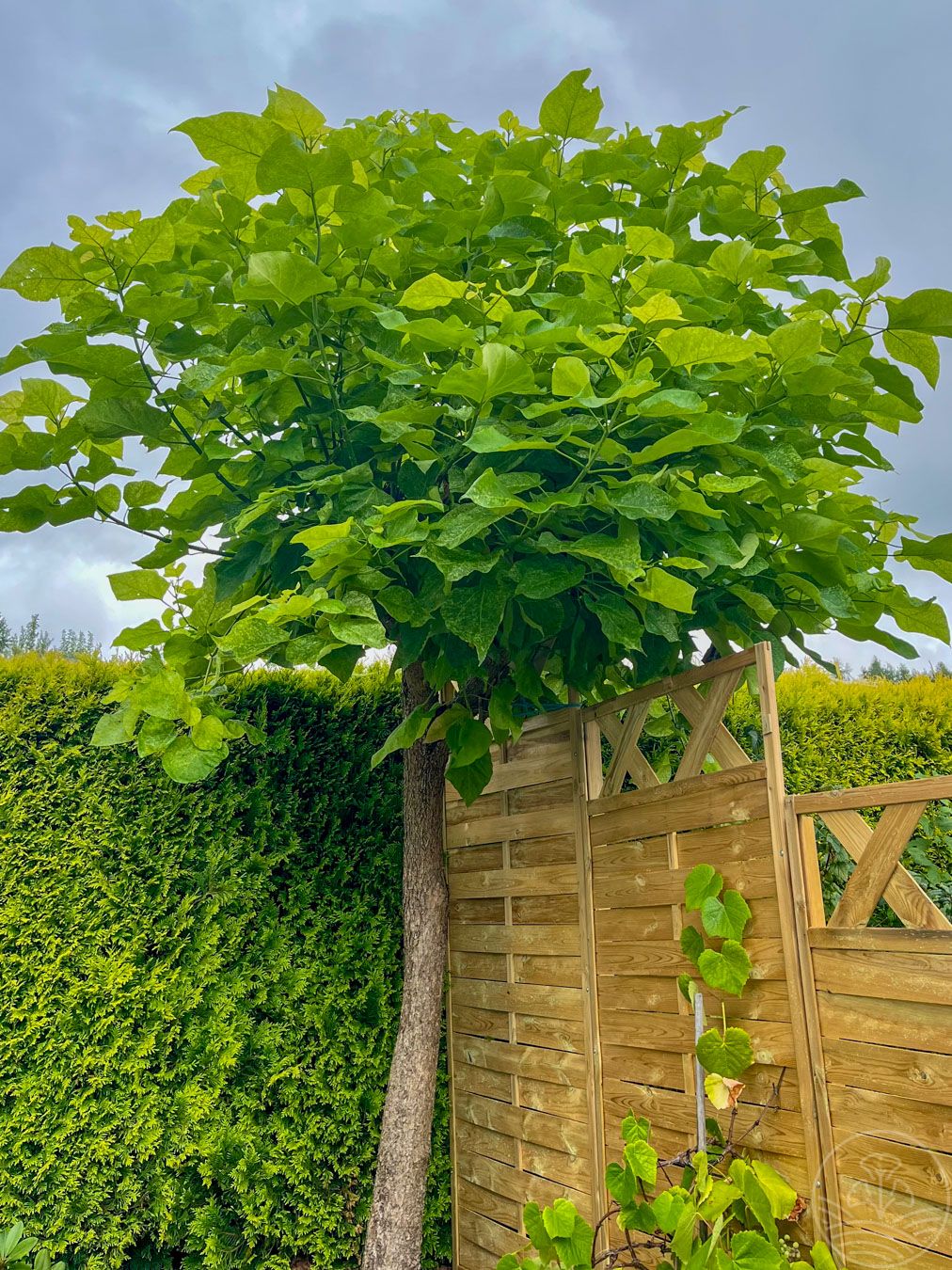 Surmia wielkokwiatowa 'Pulverulenta'