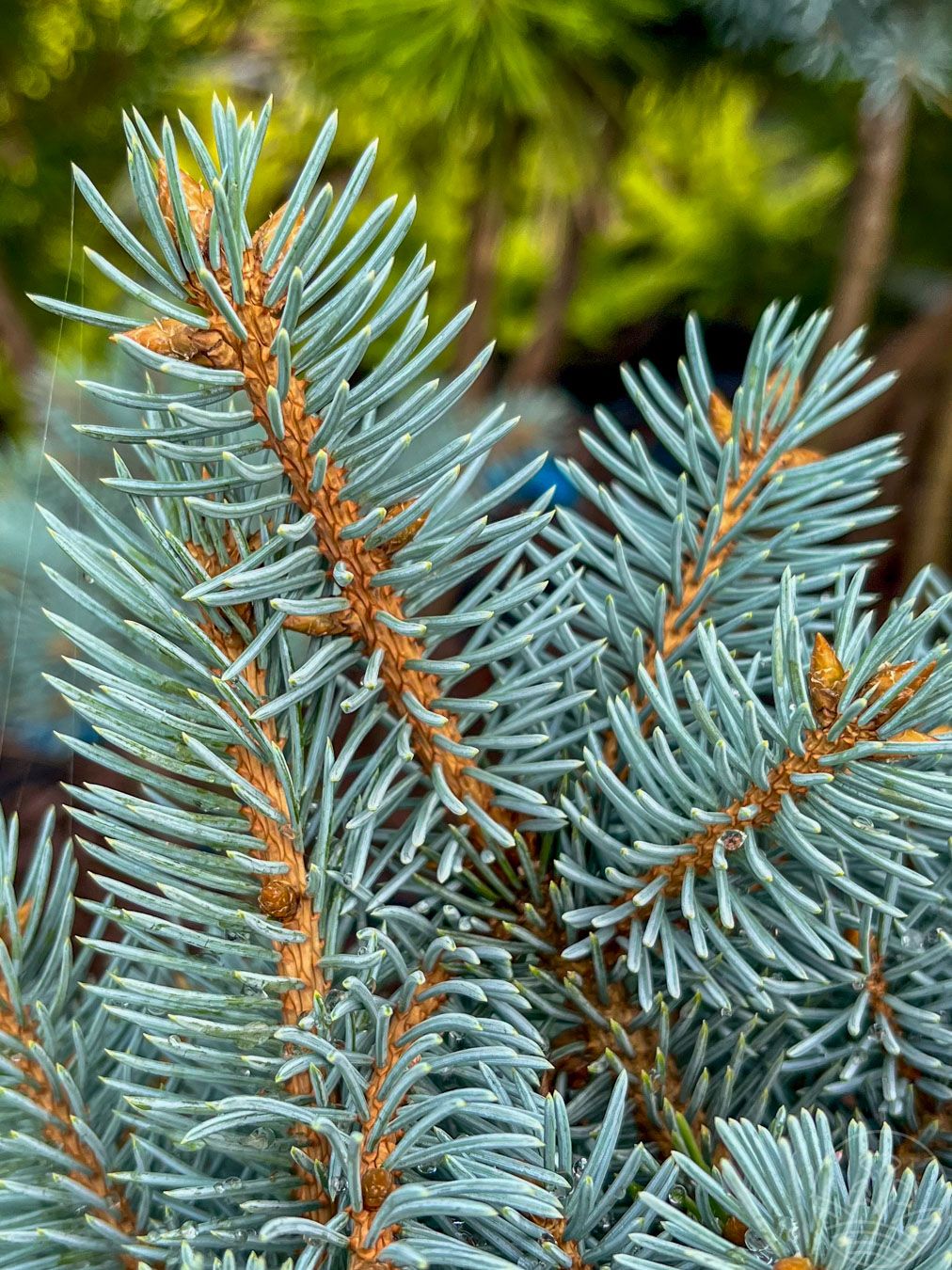 Świerk kłujący 'Glauca Globosa'