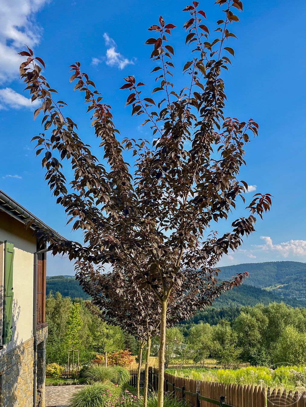 Wiśnia piłkowana 'Royal Burgundy'